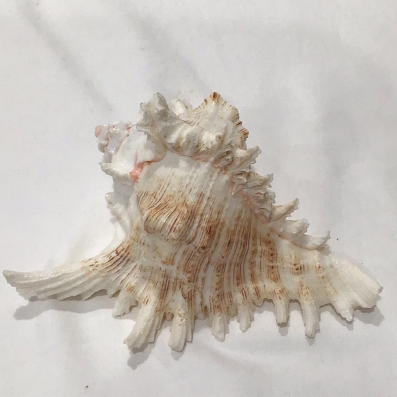 Spiny Conch Sea Shell Murex Ramose 6.5” - Picture 2 of 5